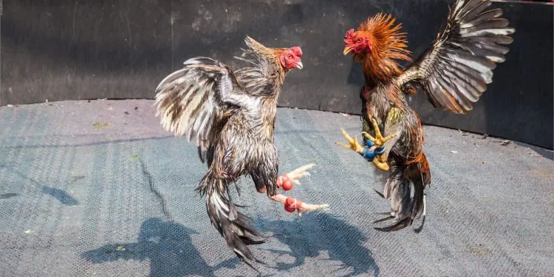 Hướng dẫn chi tiết các bước cược đá gà GA28 tại U888