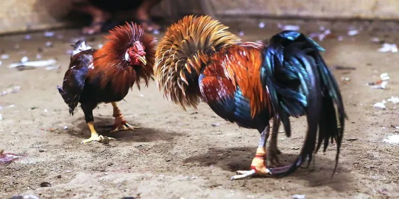 Tỷ lệ trả thưởng tại U888 hấp dẫn hơn nhiều nền tảng khác